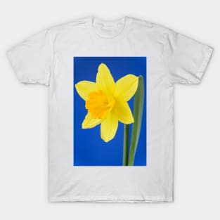 Narcissus  &#39;Armada&#39;   Division 2 Large-cupped Daffodil T-Shirt